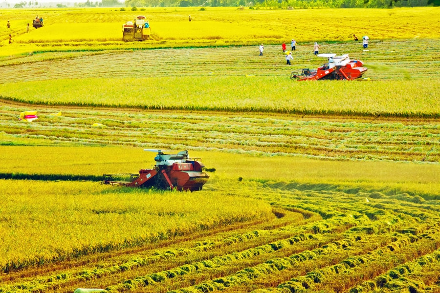 Để hồi sinh mùa màng…