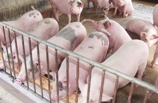 Giá heo hơi hôm nay 24/12: Tăng mạnh, lập đỉnh 71.000 đồng/kg