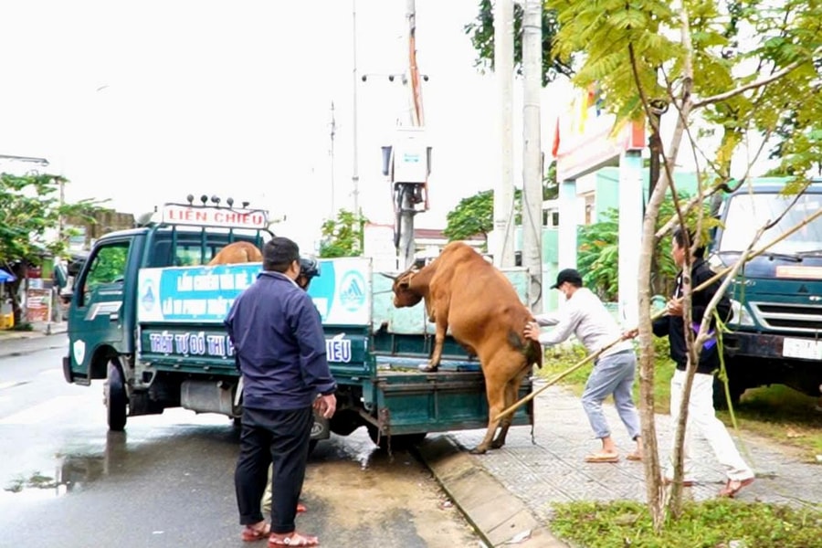 Phường Liên Chiểu tăng cường xử lý bò thả rông