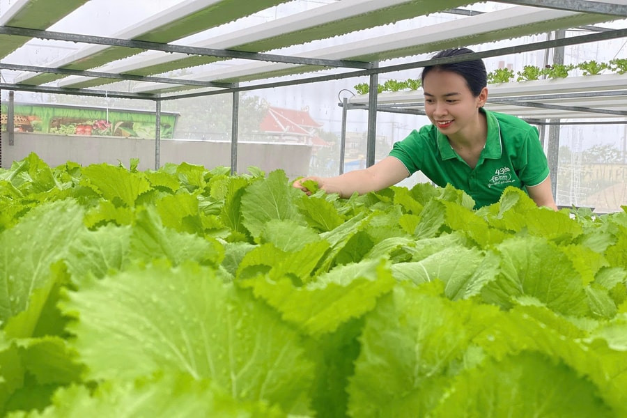 Sản xuất rau hữu cơ: Hướng đến nông nghiệp xanh và bền vững