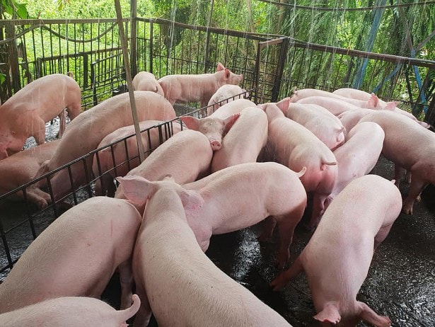 Giá heo hơi hôm nay 31/12: Miền Nam tăng mạnh 2.000 đồng/kg