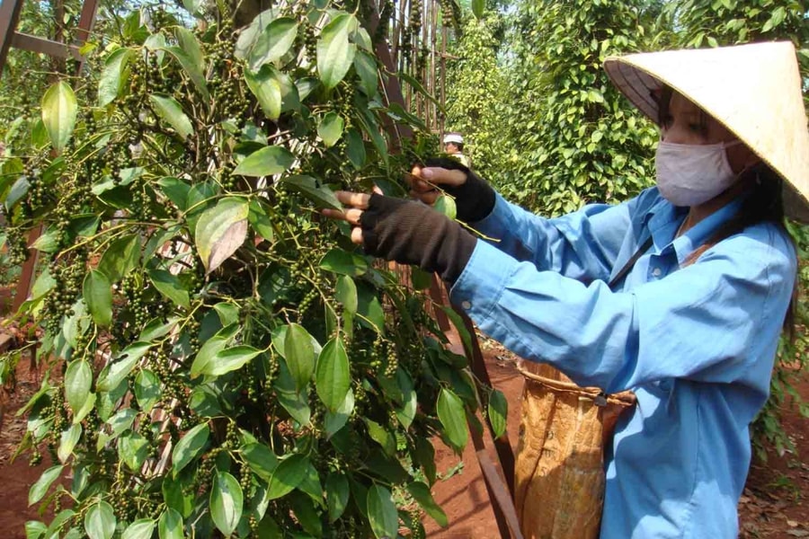 Giá tiêu hôm nay 1/1: Thị trường đi ngang, mức cao nhất đạt 151.500 đồng/kg