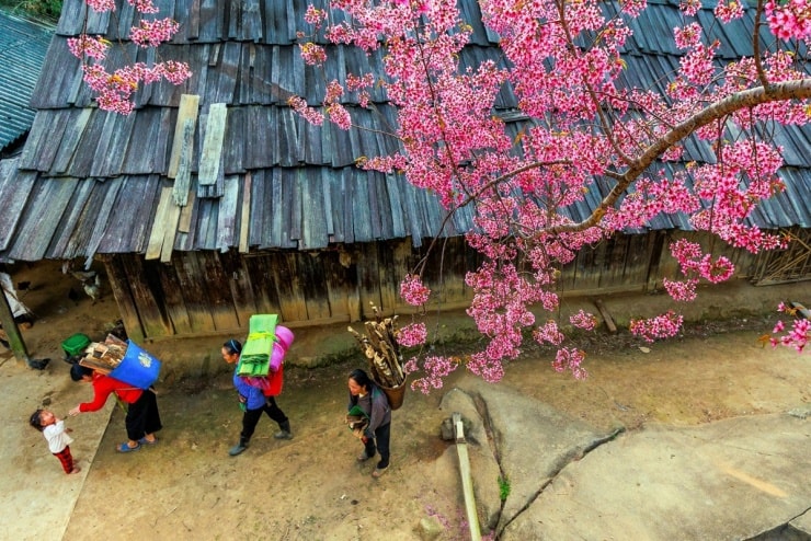 Nghệ An: Khám phá mùa hoa anh đào rực hồng giữa đại ngàn bản Phà Nọi