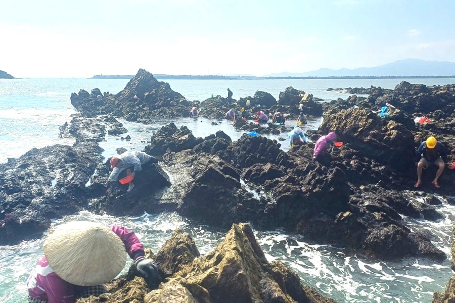 Mùa hái rong mứt trên xã đảo