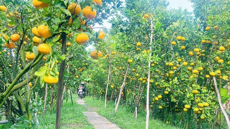 Lai Vung: Lạc bước giữa vương quốc quýt hồng rực sắc vàng cam mùa chín rộ