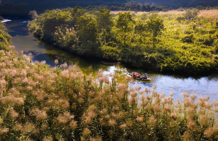 Ninh Bình: Chiêm ngưỡng Tràng An huyền ảo trong sắc trắng mùa lau sậy trổ bông