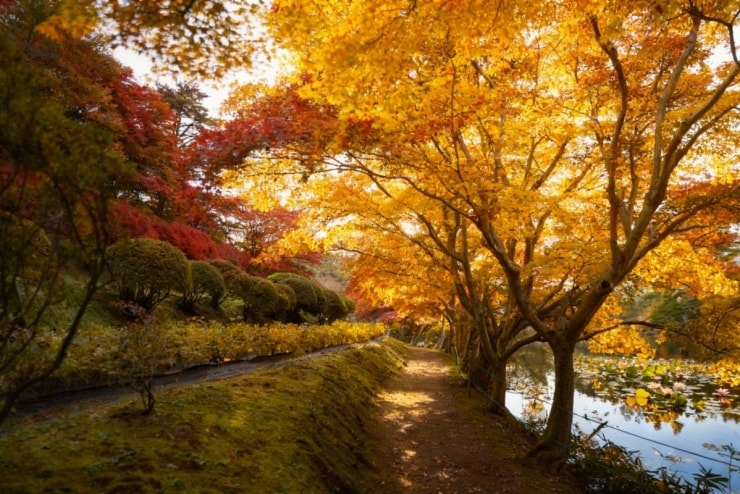 Fukushima: Hành trình khám phá mùa lá đỏ rực rỡ và những trải nghiệm văn hóa Samurai cổ xưa