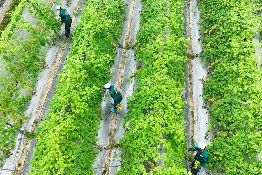 Làng hoa, làng rau tất bật cho thị trường Tết Bính Ngọ