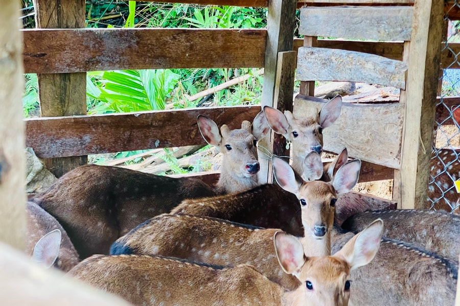 Động lực giảm nghèo ở Trà Tập