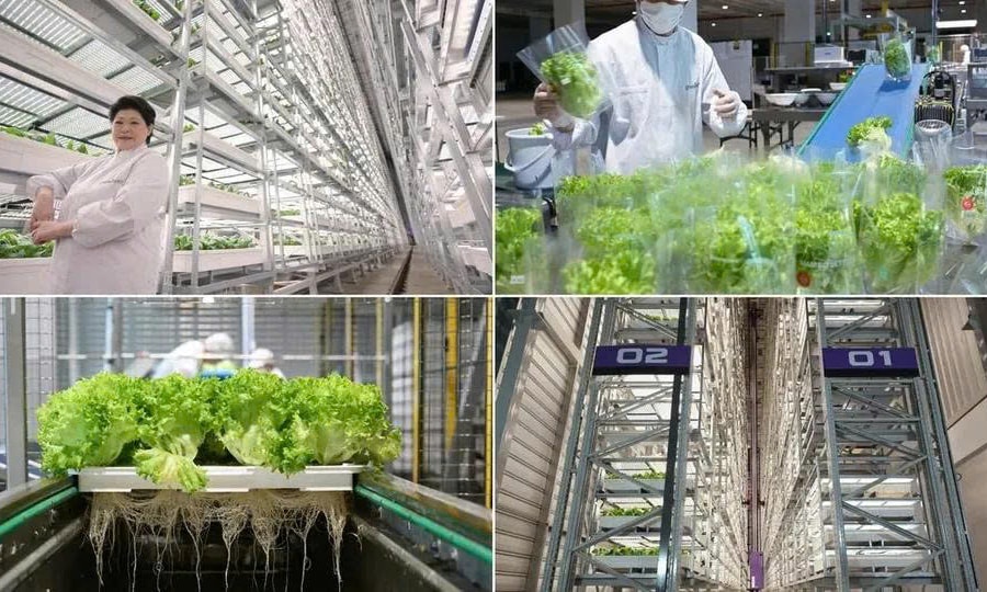 Greenphyto, trang trại thẳng đứng lớn nhất thế giới
