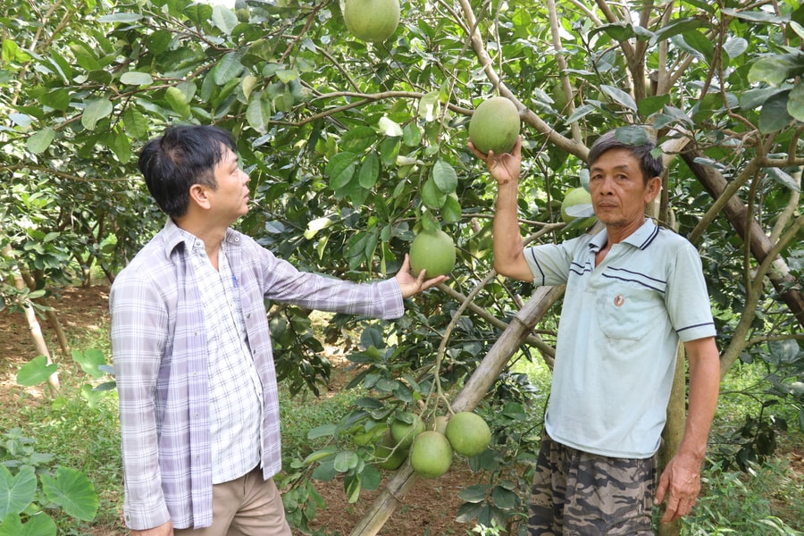 “Thay áo mới” cho đất sản xuất kém hiệu quả