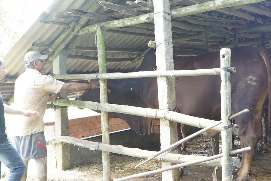 Các địa phương tập trung bảo vệ đàn vật nuôi, chuẩn bị phục vụ Tết