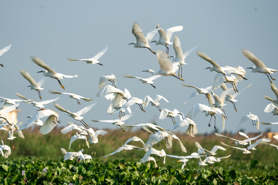 Đánh thức sông Đầm bằng sinh kế xanh