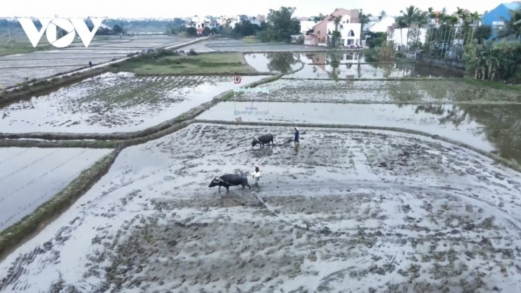 Đà Nẵng: Trải nghiệm "sống thử" đời thôn quê thu hút khách quốc tế