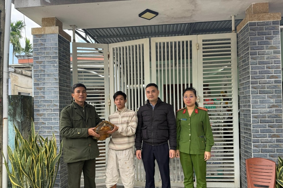 Công an phường Điện Bàn tiếp nhận cá thể rùa quý hiếm do người dân giao nộp