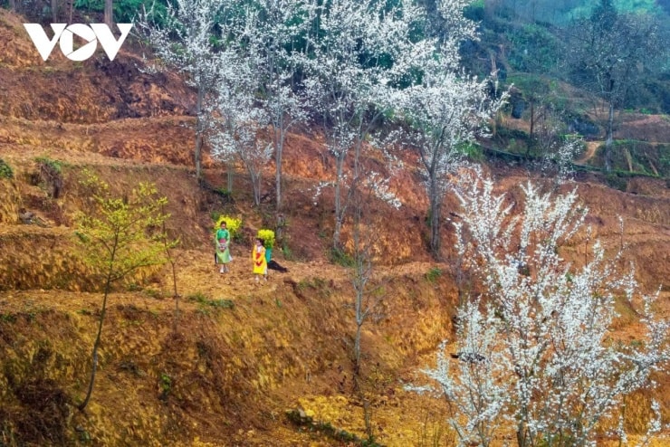 Hà Giang: Bản tình ca mùa xuân và những nụ cười sưởi ấm cao nguyên đá