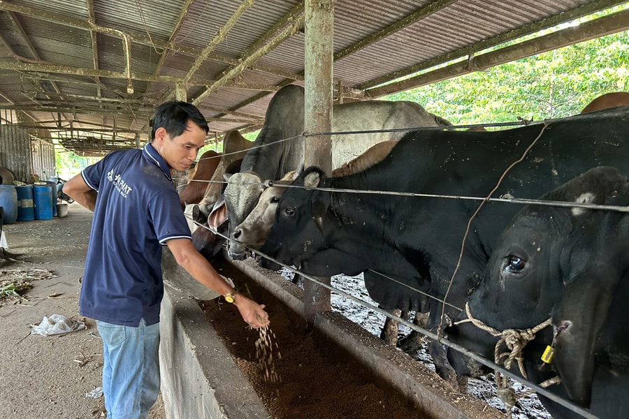 Ngành chăn nuôi hướng đến hiện đại, bền vững