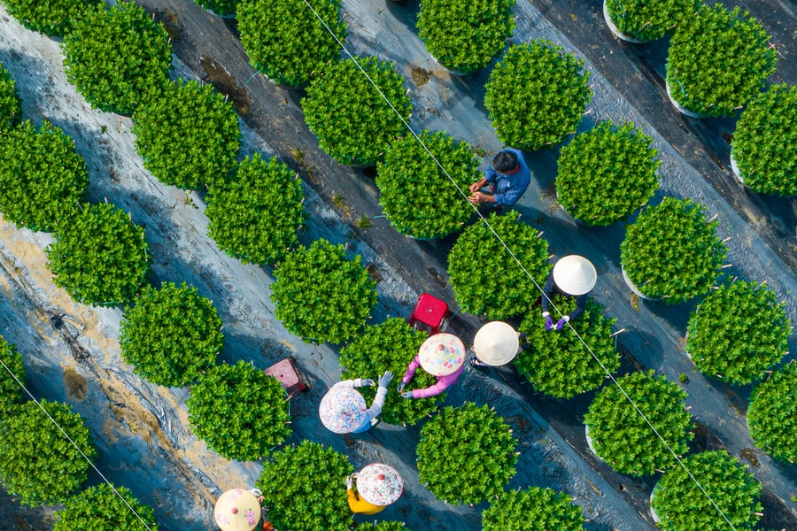 Duong Son flower village braces for busy Tet season