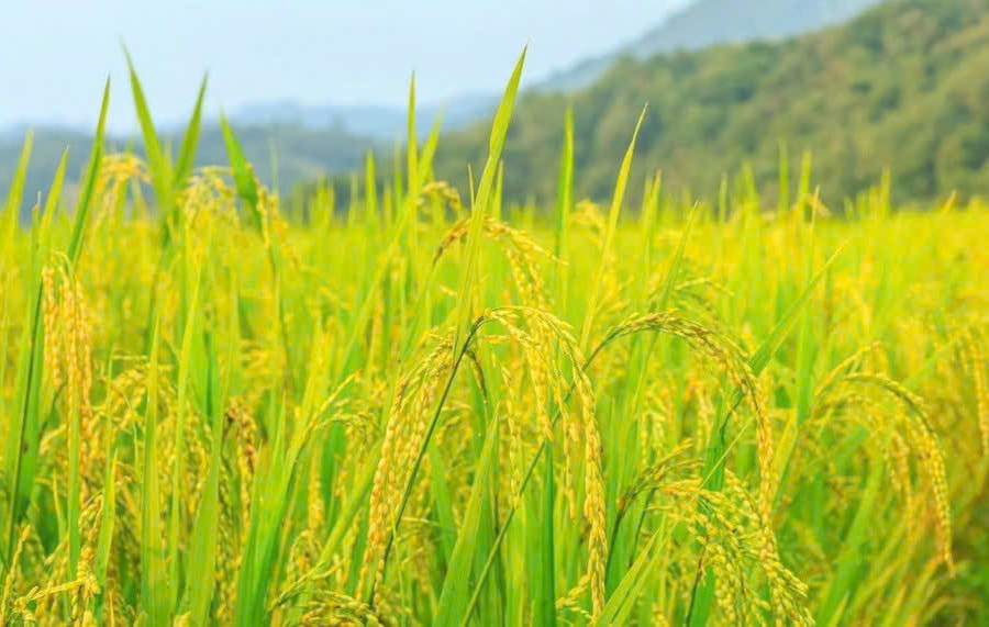 Giá lúa gạo hôm nay 14/1: Lúa tươi nhích tăng nhẹ, thị trường gạo giữ ổn định