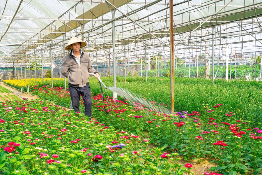 Làng hoa Dương Sơn vào Tết