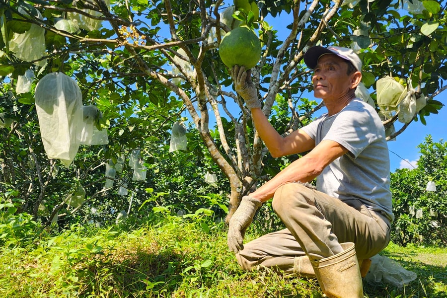 Vùng bưởi Hòa Ninh vào vụ Tết