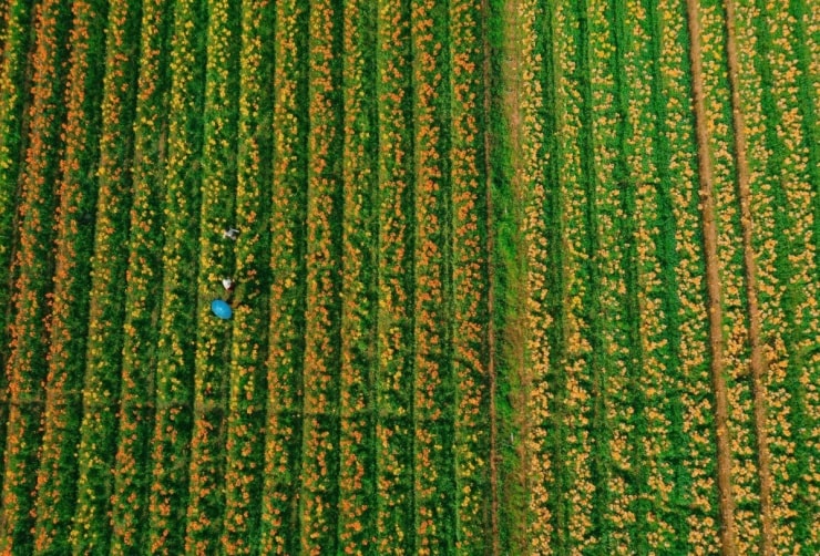 Hải Phòng: Chiêm ngưỡng cánh đồng hoa ly hàng chục hecta rực rỡ bên bãi bồi sông Kinh Thầy