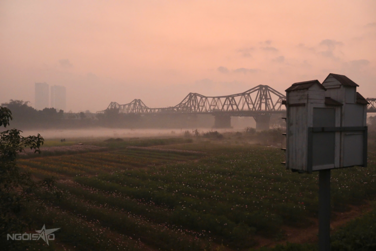 Hà Nội: Ngắm bình minh tại bến hoa Phúc Xá rực rỡ dưới chân cầu Long Biên
