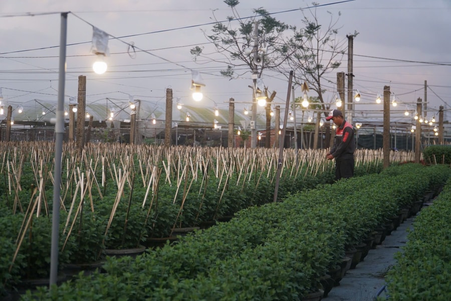 Triển vọng phát triển nông nghiệp tri thức và đa giá trị