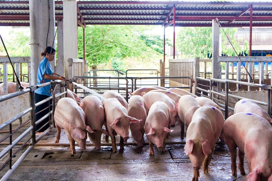 Giá heo hơi hôm nay 16/1: Miền Trung và miền Nam tăng nhẹ, miền Bắc giữ đỉnh 76.000 đồng/kg