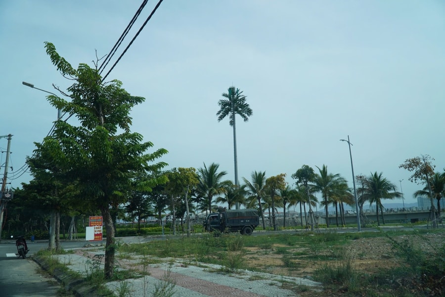 Những cây dừa không... trái