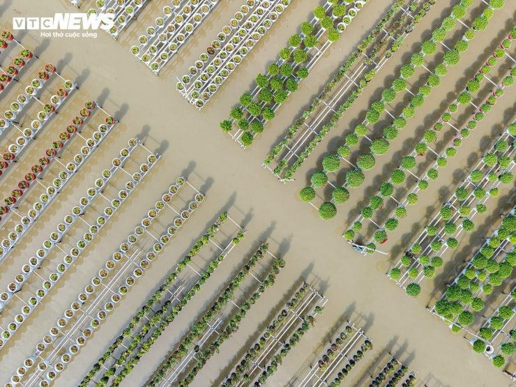 Làng hoa Sa Đéc: Sắc xuân rực rỡ tại thủ phủ hoa lớn nhất miền Tây