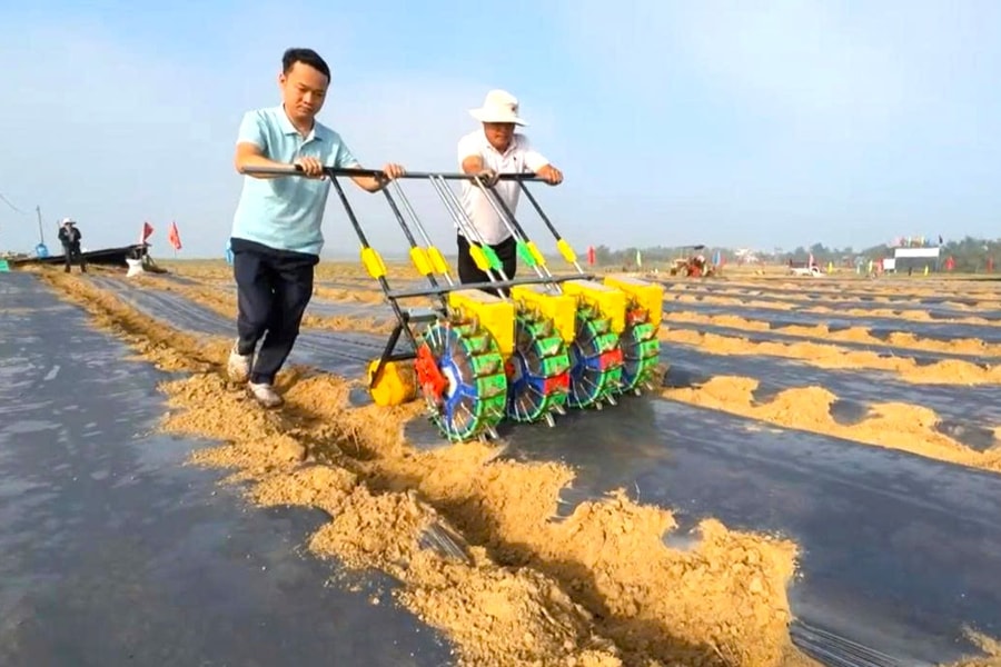 Triển khai mô hình đậu phụng hữu cơ cho nông dân xã Đại Lộc