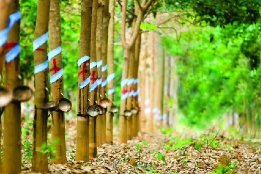 Giá cao su hôm nay 18/1: Thị trường thế giới giằng co, giá nội địa tăng nhẹ