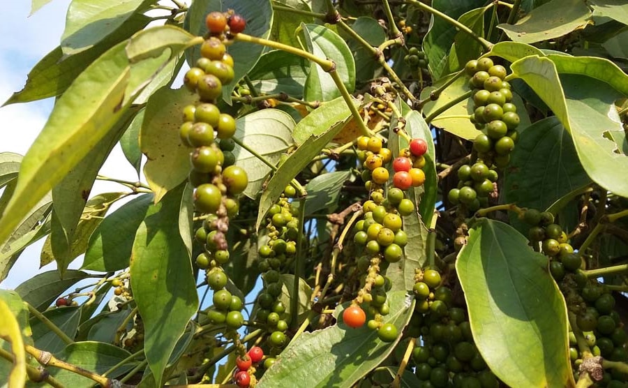 Giá tiêu hôm nay 19/1: Thị trường đi ngang, cao nhất 148.500 đồng/kg