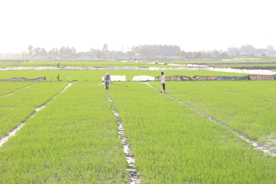 Hướng đến sản xuất lúa tập trung, chất lượng cao