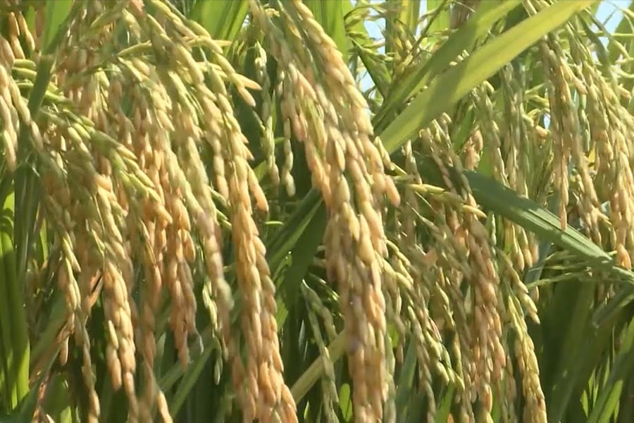 Giá lúa gạo ngày 19/1: Thị trường ổn định, giá xuất khẩu năm 2025 giảm 118 USD/tấn