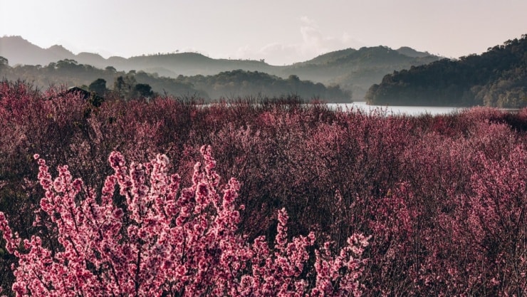 Điện Biên: Ngắm sắc hồng Sakura nở rộ giữa lòng hồ Pá Khoang
