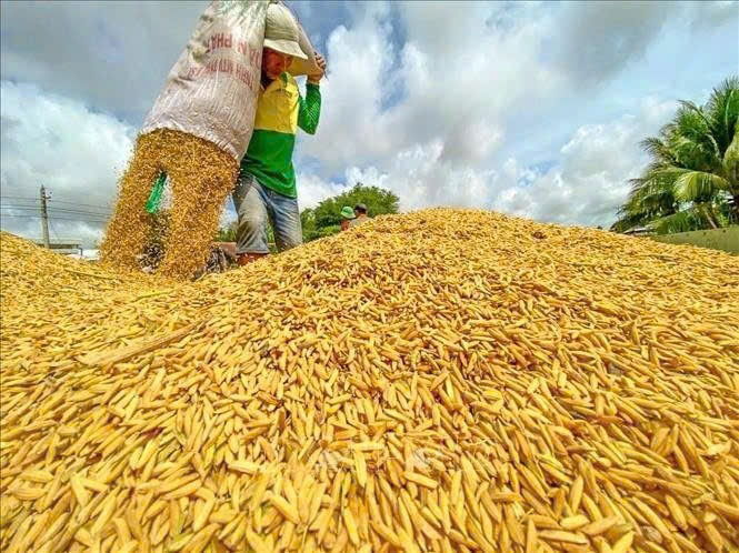Giá lúa gạo hôm nay 21/1: Lúa tươi nhích tăng nhẹ, thị trường gạo giữ giá ổn định