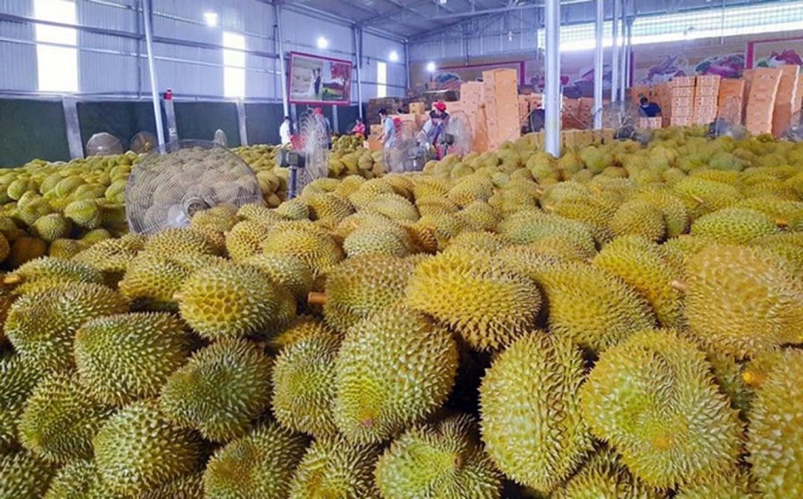 Giá sầu riêng hôm nay 21/1: Sầu Thái loại A duy trì mức cao 140.000 đồng/kg