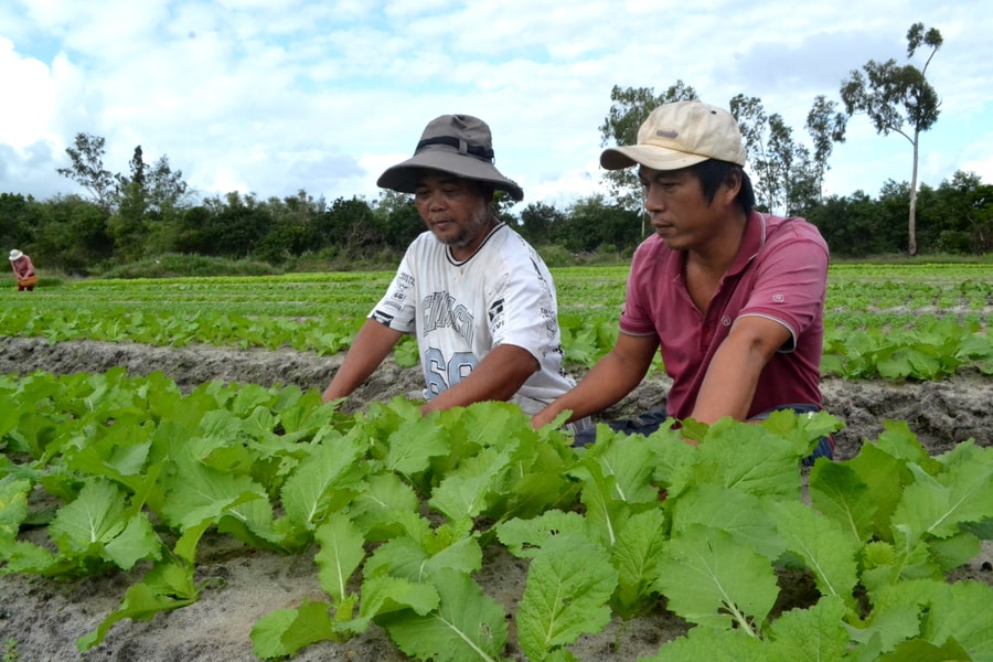 Kỳ vọng từ những vùng chuyên canh VietGAP