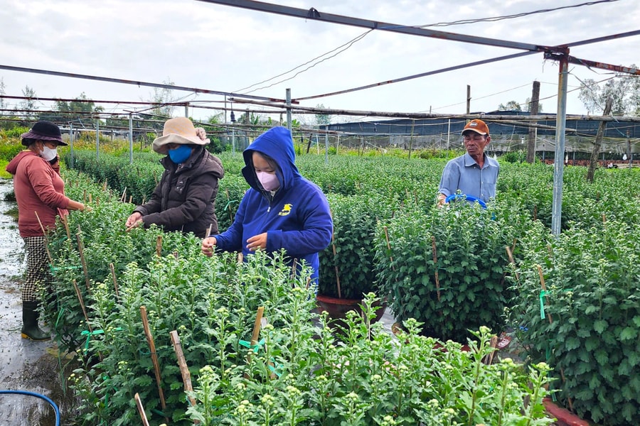 Sắc xuân ở những làng hoa truyền thống