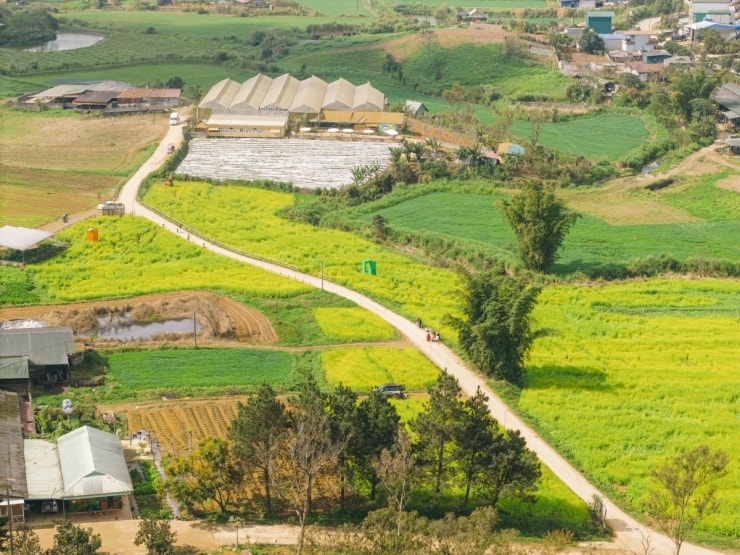 Mộc Châu nhuộm sắc vàng từ những cánh đồng hoa cải rộng hàng chục hecta