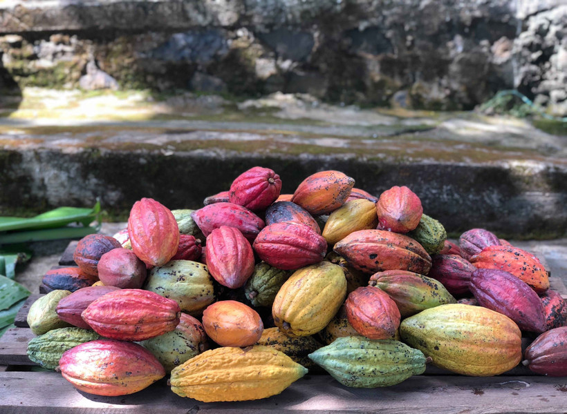Vietnam gains ICCO recognition for fine flavor cocoa production