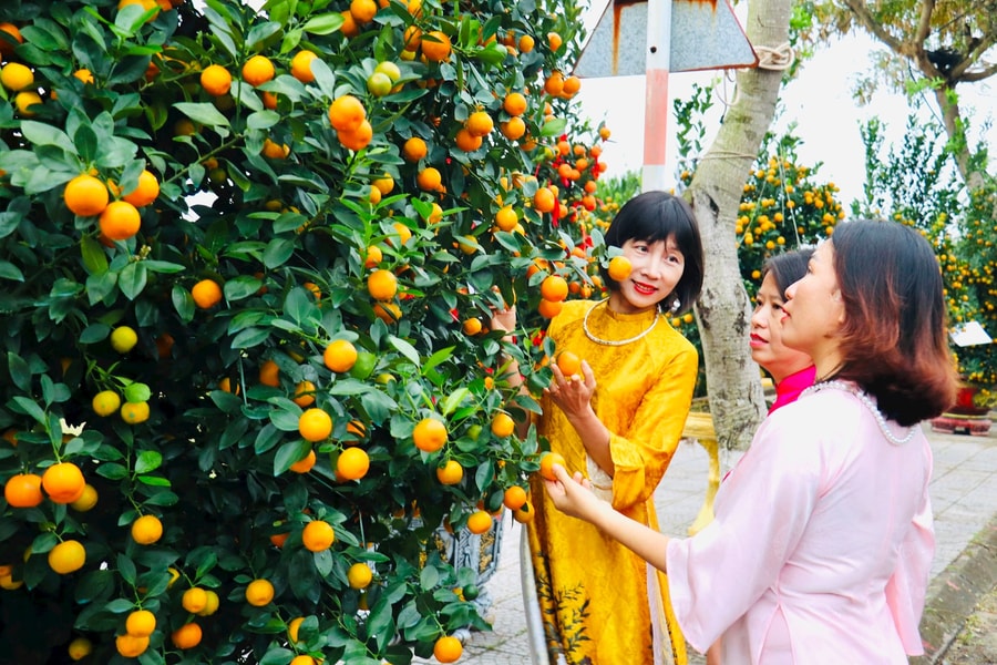 Golden symbols of Lunar New Year: Hoi An “kumquat capital” comes alive