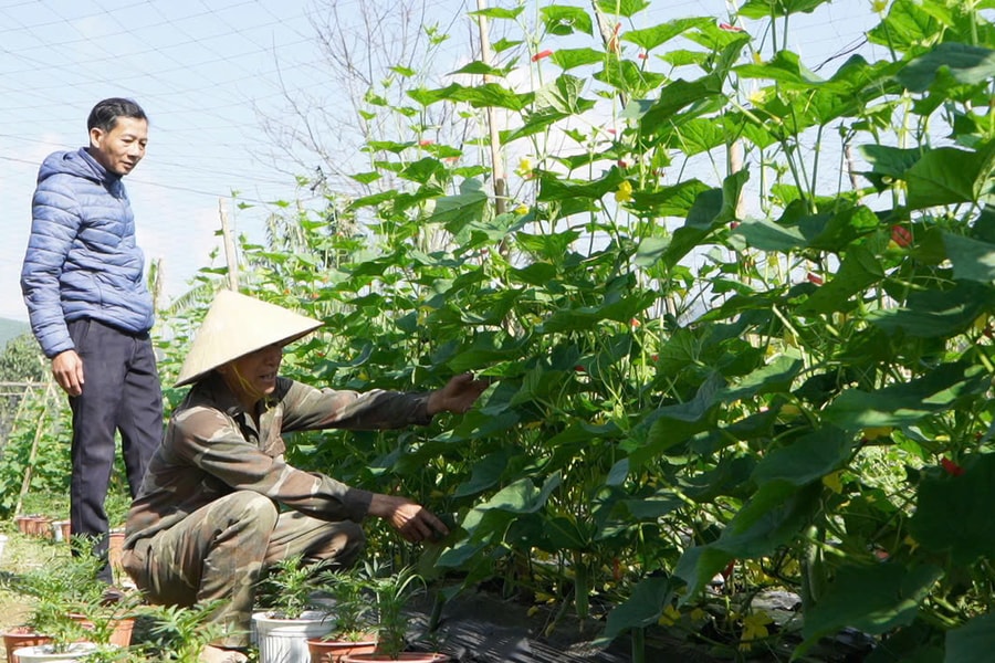 Linh hoạt sản xuất rau quả phục vụ thị trường Tết