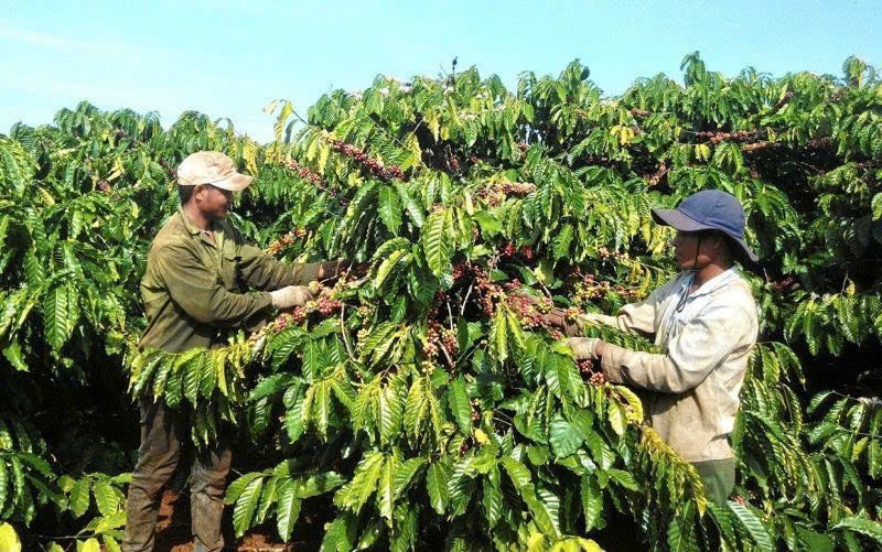 Giá cà phê hôm nay 1/2: Giảm mạnh về mốc 100.000 đồng/kg do áp lực từ Brazil