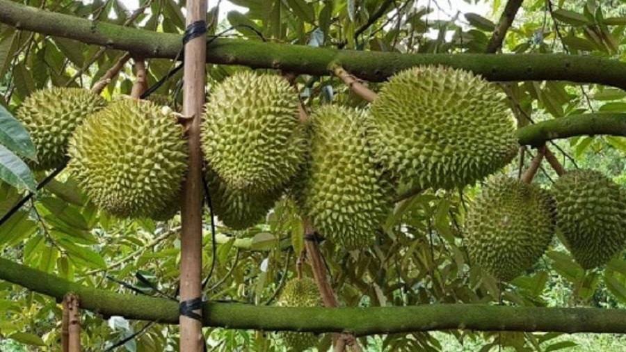 Giá sầu riêng hôm nay 5/2: Sầu riêng Thái giữ mốc 150.000 đồng/kg, Việt Nam dẫn đầu thị phần Trung Quốc