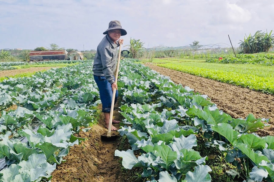 Xanh thắm những làng rau