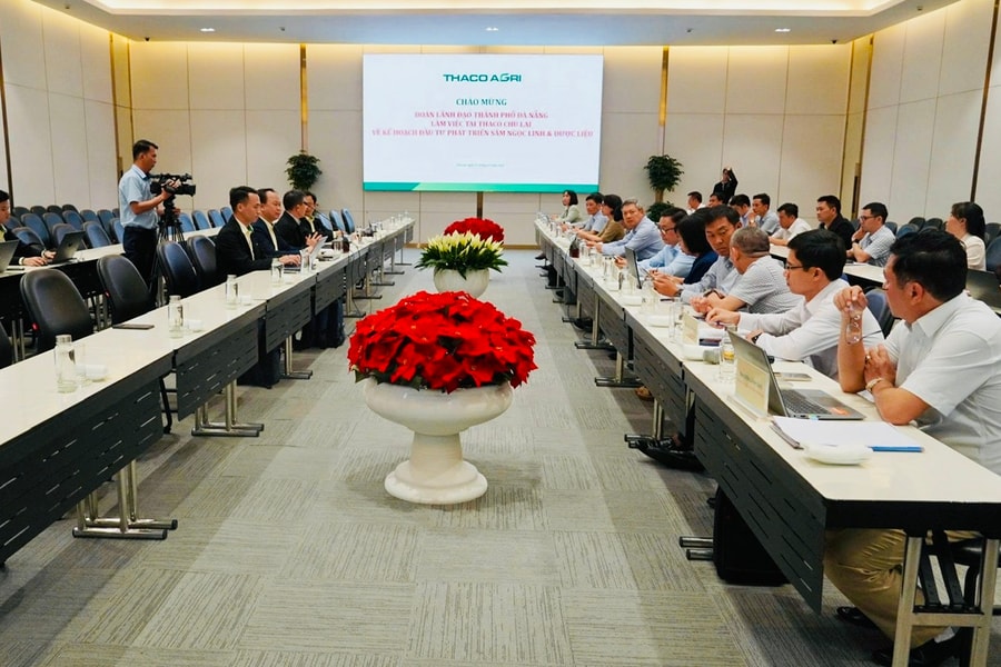 Tập đoàn Trường Hải đề xuất đầu tư vùng trồng sâm Ngọc Linh và dược liệu 3.500ha