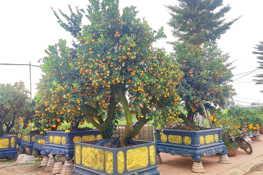 Mùa xuân trên những vết sẹo của đất